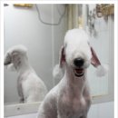 몽몽이애견미용 이미지