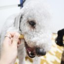 오키독키 이미지