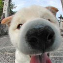 코봉이 이미지