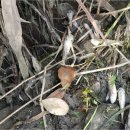 온천천일대7 이미지