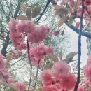 감꽃펜션 이미지