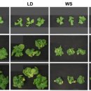 스마트팜 이미지