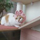 호텔고로롱 이미지