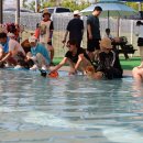 펫 월드 이미지