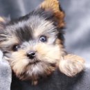 제주 애견 아가야 이미지