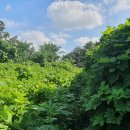 고양화전16 이미지