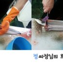 우성장어 이미지