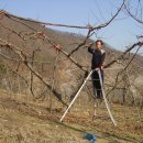 충주 복숭아 엘바트(황도) 판매 합니다. ＜ 판매 종료＞ 이미지