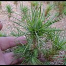 Great Basin Bristlecone Pine 브리슬콘 파인( Western Bristlecone Pine) - Pinus longaeva 이미지