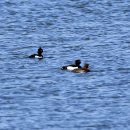 몽골의새54 - Tufted duck(댕기흰죽지) 이미지