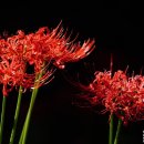 [포토친구]길상사의 꽃무릇 풍경 이미지