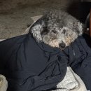 네네치킨울진점 | 소윤이가바라보는세상