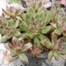품절-레이디스핑거 군생 12두-Agavoides Lady's finger 이미지