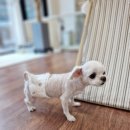 빠박이 애견미용 이미지