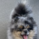 뽀글뽀글 반려견 유치원&호텔 이미지