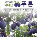 프룬 국내재배성공 이미지