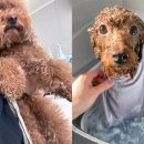 즐거운그루밍 네이버블로그