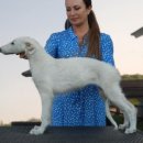 귀족동물병원 | 보르조이 가격 - 우아한 러시아 귀족견의 실제 비용