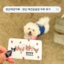 히푸 | [ 양산애견카페 ] 양산애견운동장 히푸 방문후기