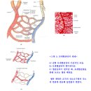 모세혈관 (Capillaries) 이미지