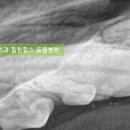 서초힐스동물병원 이미지