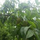 유룡리농장 이미지