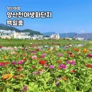 광려천변 힐링산책로 | 양산 여행지 양산천 백일홍 군락지 개화 현황과 산책 후기