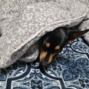 DOG 깨비 이미지