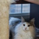 블루드라이어드 이미지