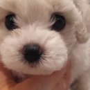 퍼피루시드 이미지