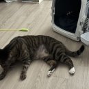 댕 그루밍 이미지