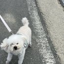 몽실이네 이미지