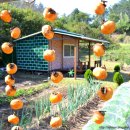 박재도농장 이미지