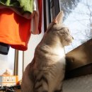 슈르+ 동물병원 이미지