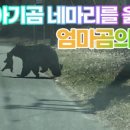 엄마와 아기곰 이미지