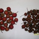 토종 산사(아가위)나무 씨앗(열매) 나눔 (30분) 이미지