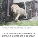 7년 만에 &#39;지하 사육장&#39; 탈출…백사자, 처음 본 세상에 어리둥절 이미지