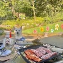 애견명가 이미지