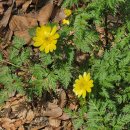 봄날-산책 이미지