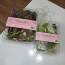 더레인보우샐러드