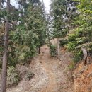 칠천도편백숲 이미지