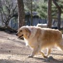 슈가파인