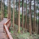 숲에 머물다 이미지