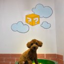 개털깎는마리오 이미지