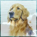 바우와우 | 충남동물병원 새벽 강아지 사고 대처 후기 바우와우