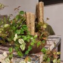 펫도그 애견스쿨 이미지