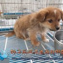 전곡로 노트펫