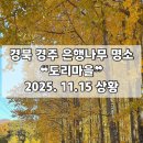 (주)나무그림엔터테인먼트 | [경북 | 경주] 부산 근교 은행나무 명소 ❝도리마을❞ 실시간 상황 후기