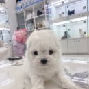 미유펫 강아지고양이 수원점 이미지