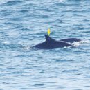 돌고래농장 이미지